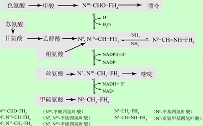 一碳单位有哪些