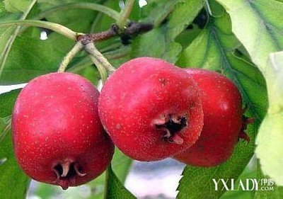 山楂类食品制作方法