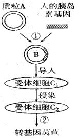 酶在农业应用前景怎么样