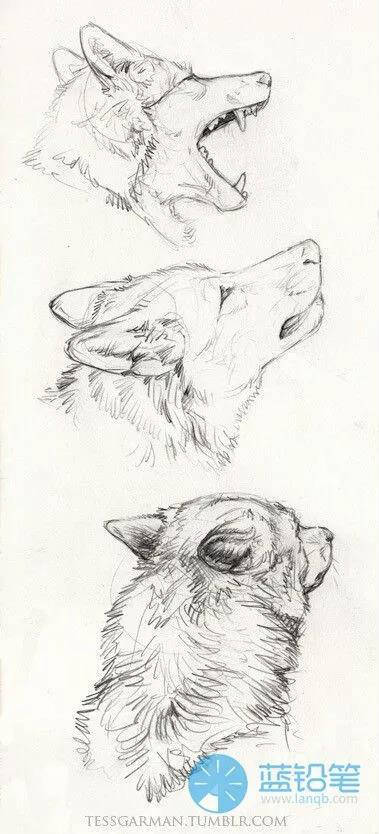 动物素描狼怎么画