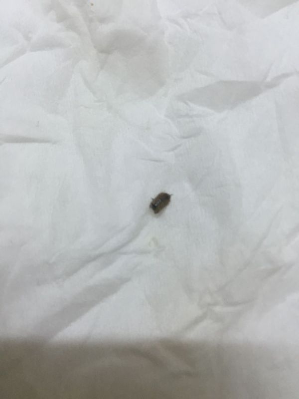室内有黑色硬壳小虫子