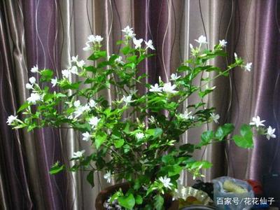 茉莉可以放在卧室吗