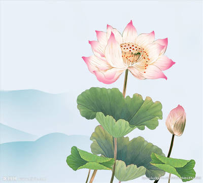 荷花设计图