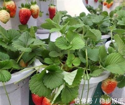 几个月可以吃草莓