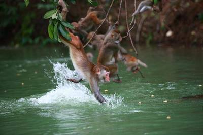 猴子会不会游泳