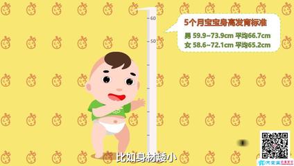 怀孕五个月宝宝发育标准