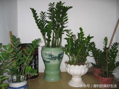 属鼠养什么植物旺财