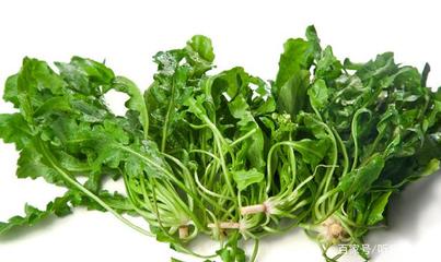 月子能吃荠菜吗