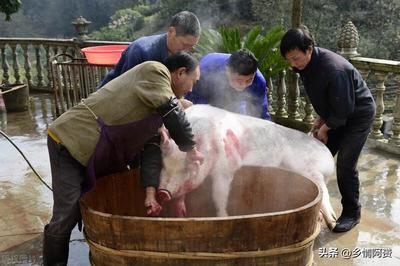 杀猪犯法吗