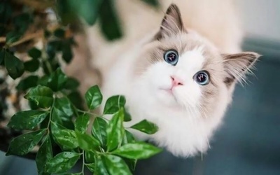 猫咪取什么名字好听