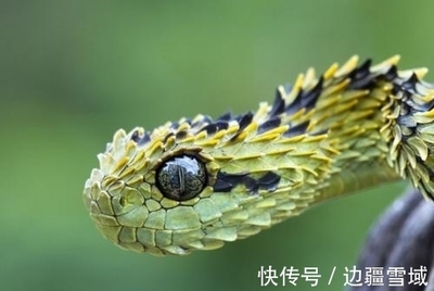看到蛇是不是运气不好