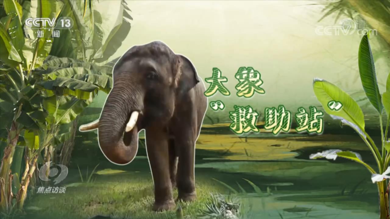 亚洲象生活在哪里