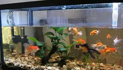 鱼缸 风水