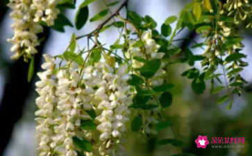 做梦梦见摘槐花
