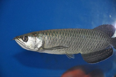 Orange Red <strong><mark>arowana</mark></strong> Enter the black tank for a month later