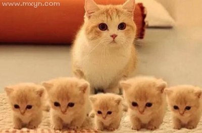 周公解梦猫咪