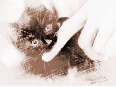 孕妇梦到被猫咬