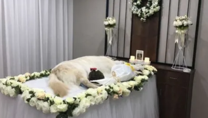 宠物殡葬需要什么手续