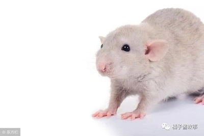 生肖狗和猪相配吗
