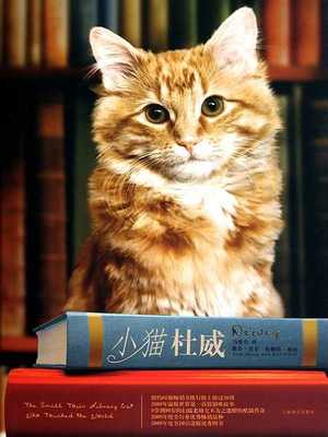 小猫英文名