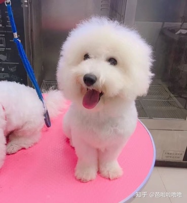 比熊幼犬 狗粮泡多软