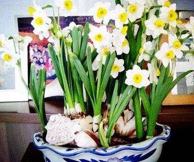 水仙花指什么生肖