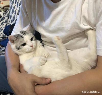 情侣猫咪名字