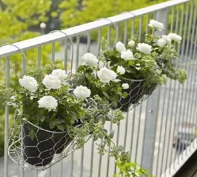 阳台种花