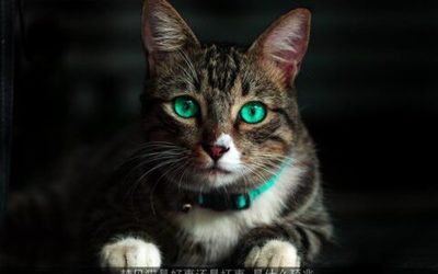 解梦 猫
