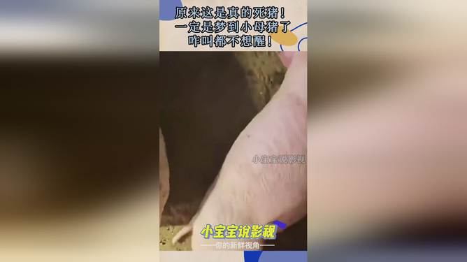 孕妇梦见死猪是什么意思