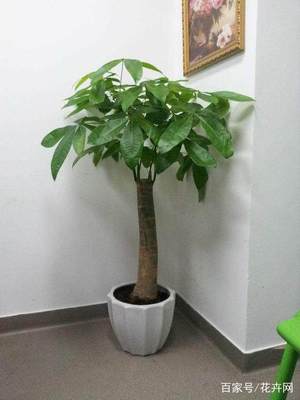 家里养发财树好吗