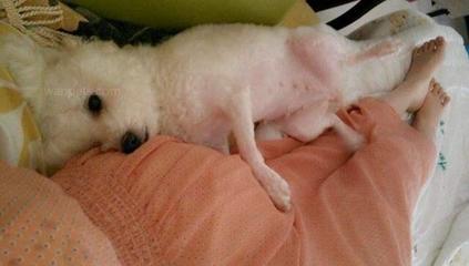 孕妇可以接触宠物吗