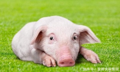 属猪的人适合什么颜色