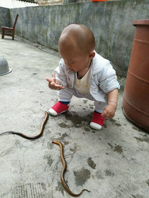 两岁宝宝可以吃鳝鱼吗
