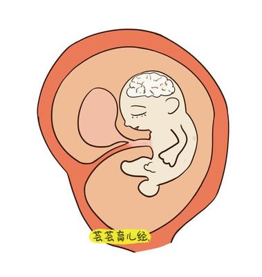 孕妇吃什么胎儿智商高