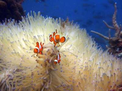 珊瑚礁主要有几种