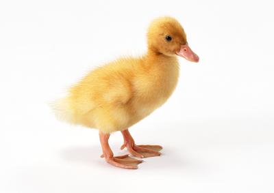 孕妇能吃鸭子肉吗