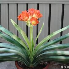 红掌可以放在客厅吗