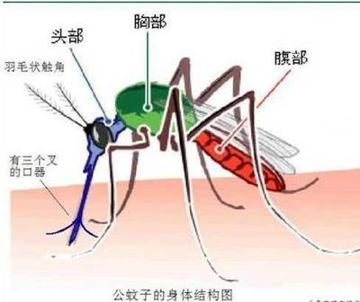 蚊子的作用