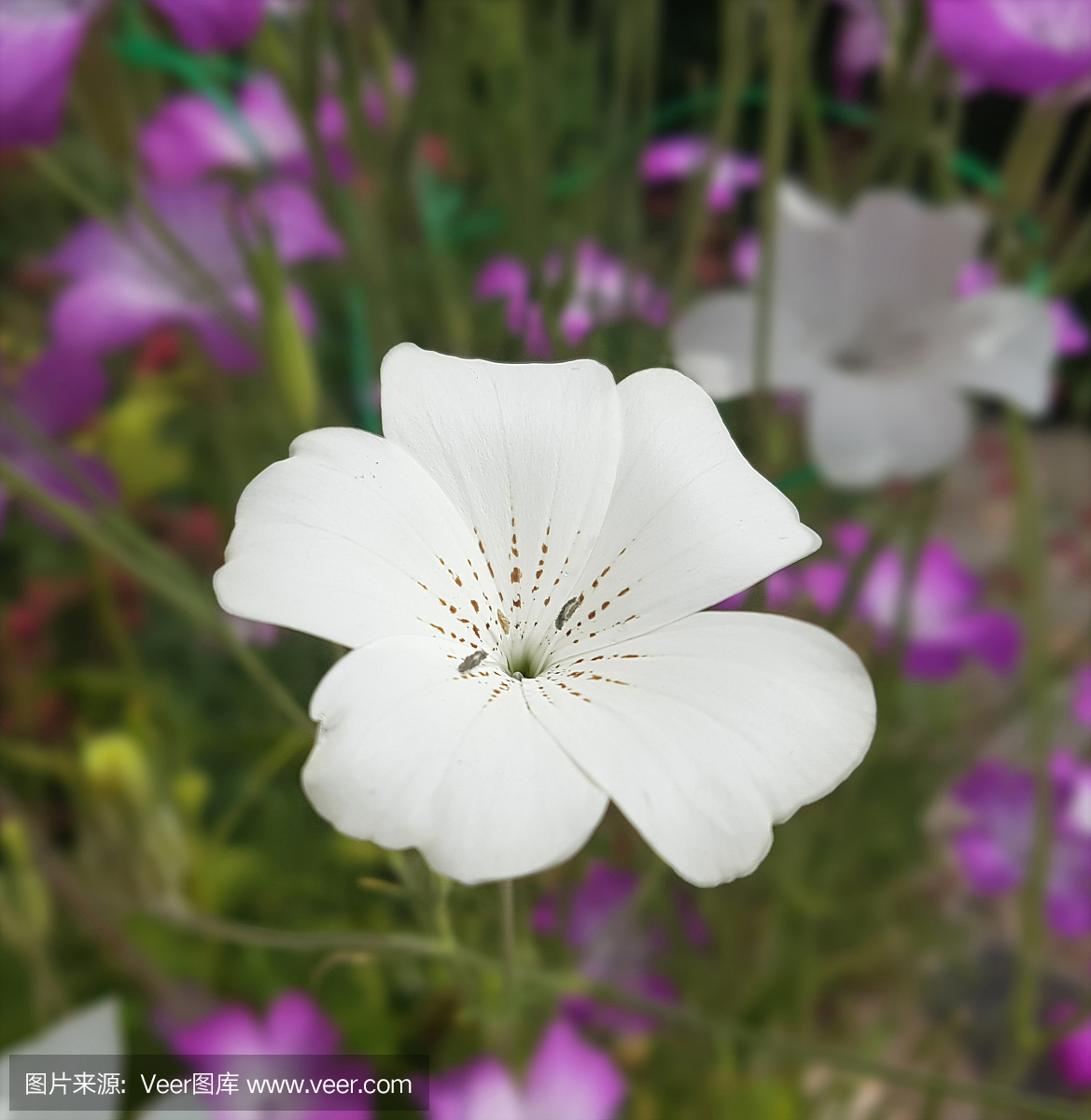 花儿是特马打一生肖