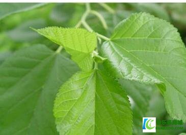 什么植物祛斑效果最好