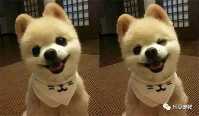 梦见狗和自己说话
