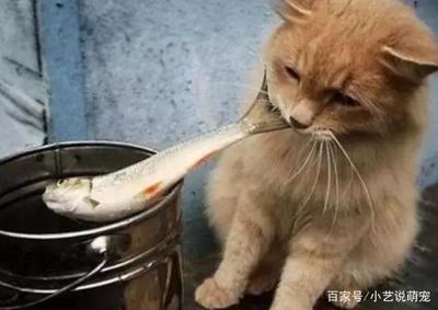 猫怎么吃鱼