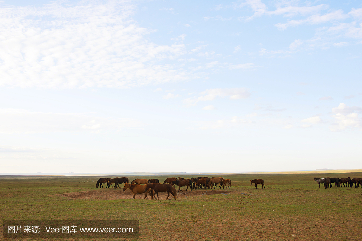 骆驼羚羊骏马是什么动物