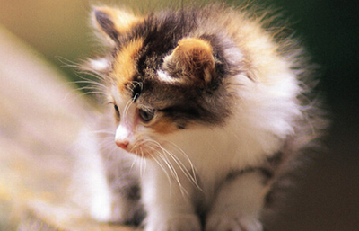 做梦梦到死猫