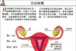 月经四个月没来了怎么回事
