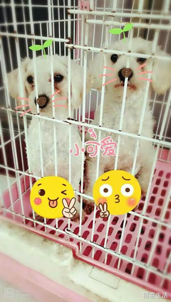 做梦梦见养了一只狗
