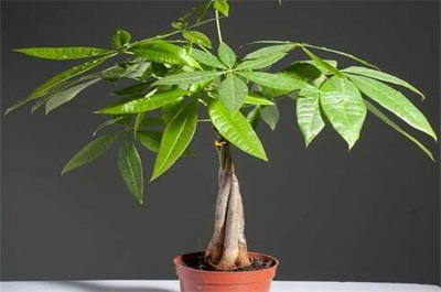 房间里放什么植物可以净化空气