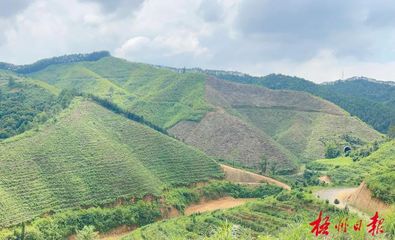 茶叶亩产