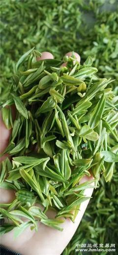 日照绿茶的功效与作用